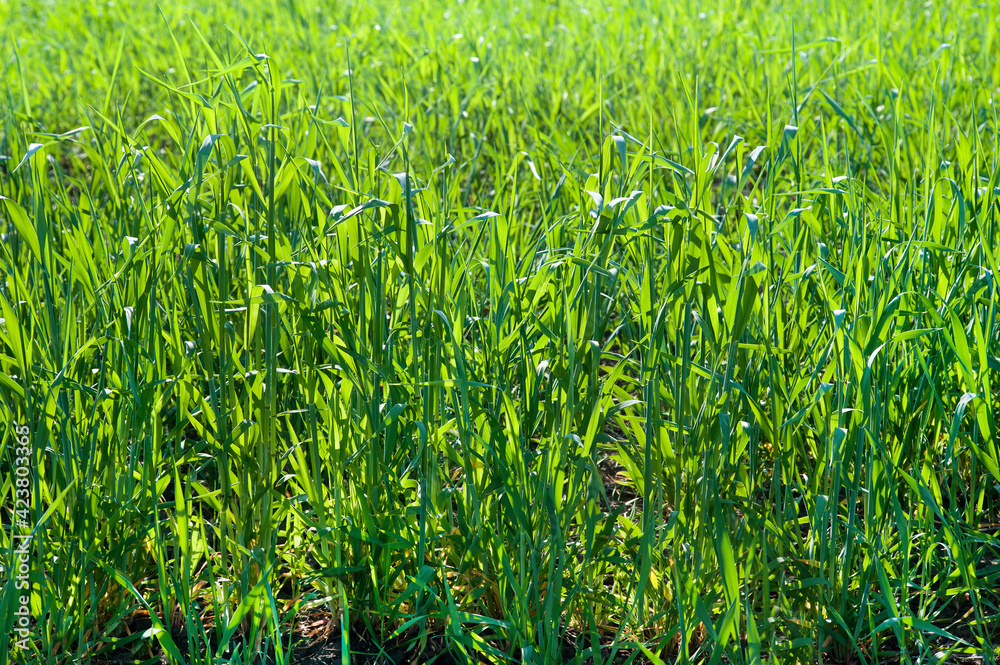 young wheat shoots in spring, sprouts, top view young wheat shoots in spring, sprouts, top view