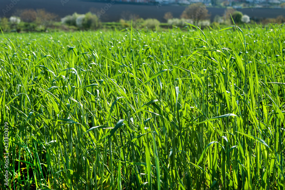 green shoots of wheat, vegetation, field in spring, illuminated by the sun green shoots of wheat, vegetation, field in spring, illuminated by the sun