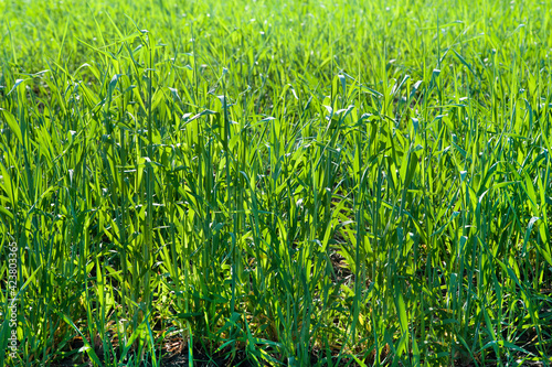 young wheat shoots in spring, sprouts, top view