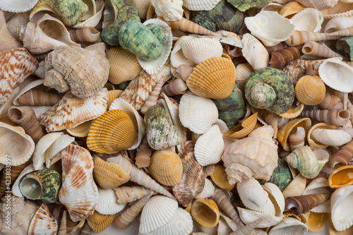 scallop sea shells piled together background