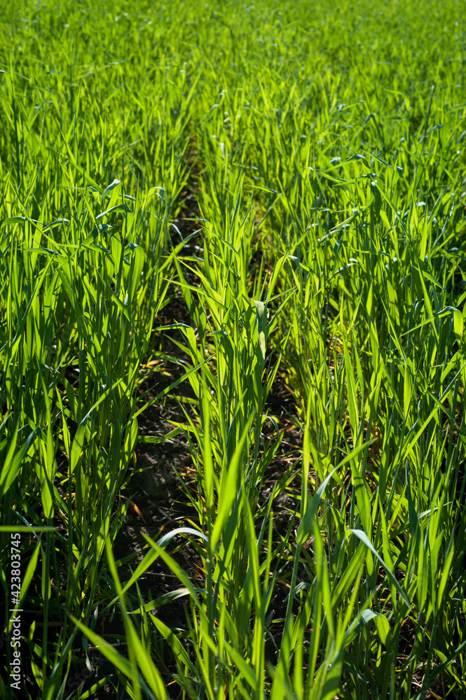 close up rows green sprouts of winter wheat or rye close up rows green sprouts of winter wheat or rye