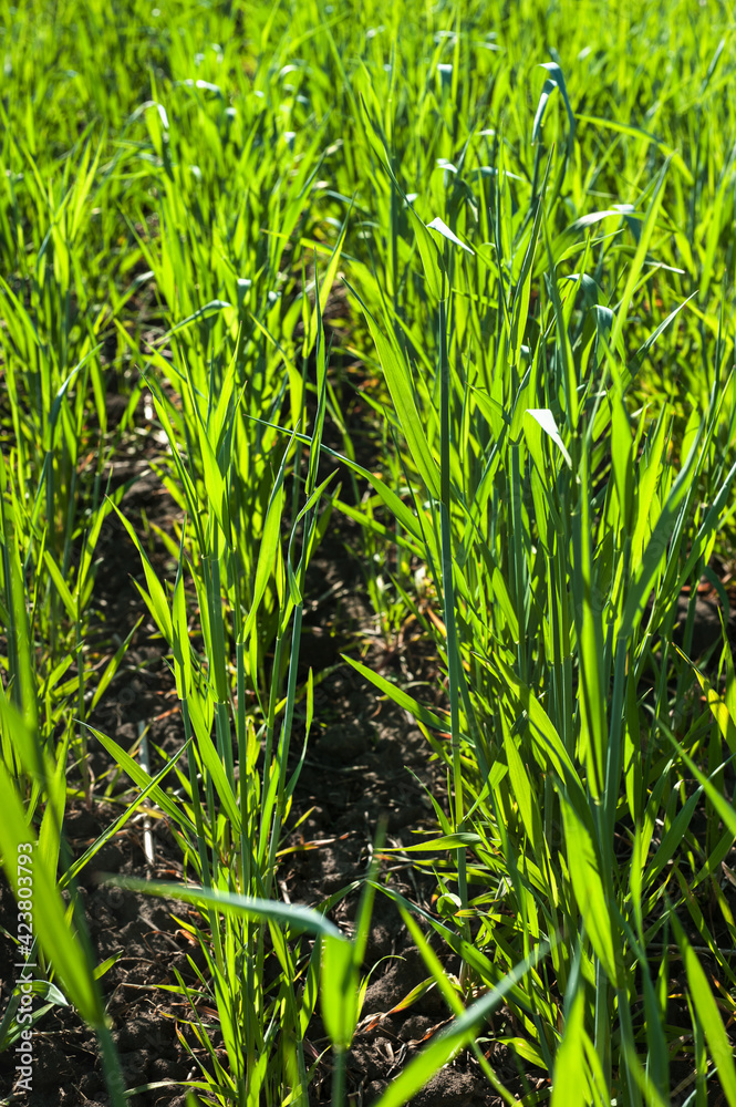 Obraz premium green wheat sprouts that have recently grown and started to grow, the spring season