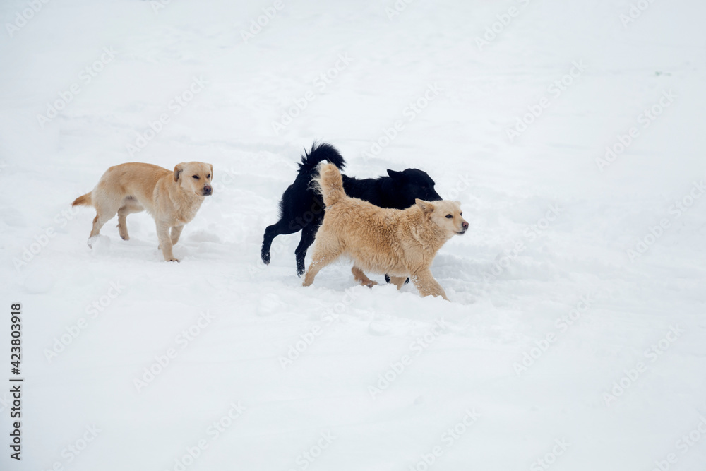 Three dogs running