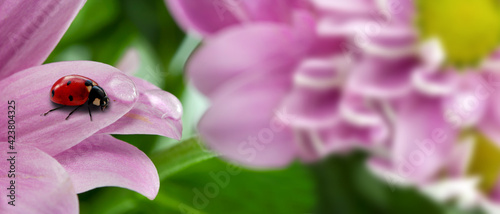 A ladybug sits on a chrysanthemum leaf. Spring banner photo