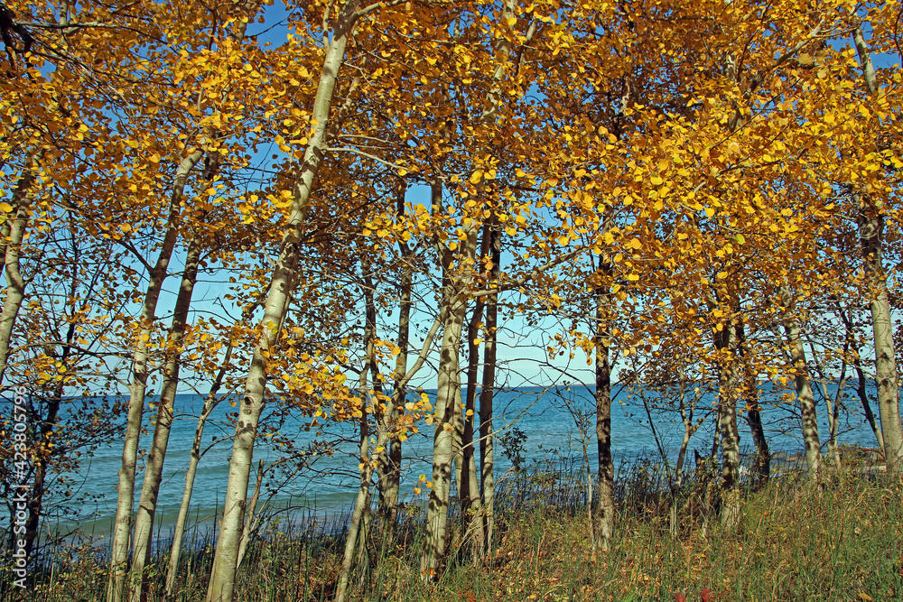 Autumn trees along the lakeshore
