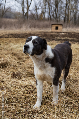 Beautiful farm guard dog