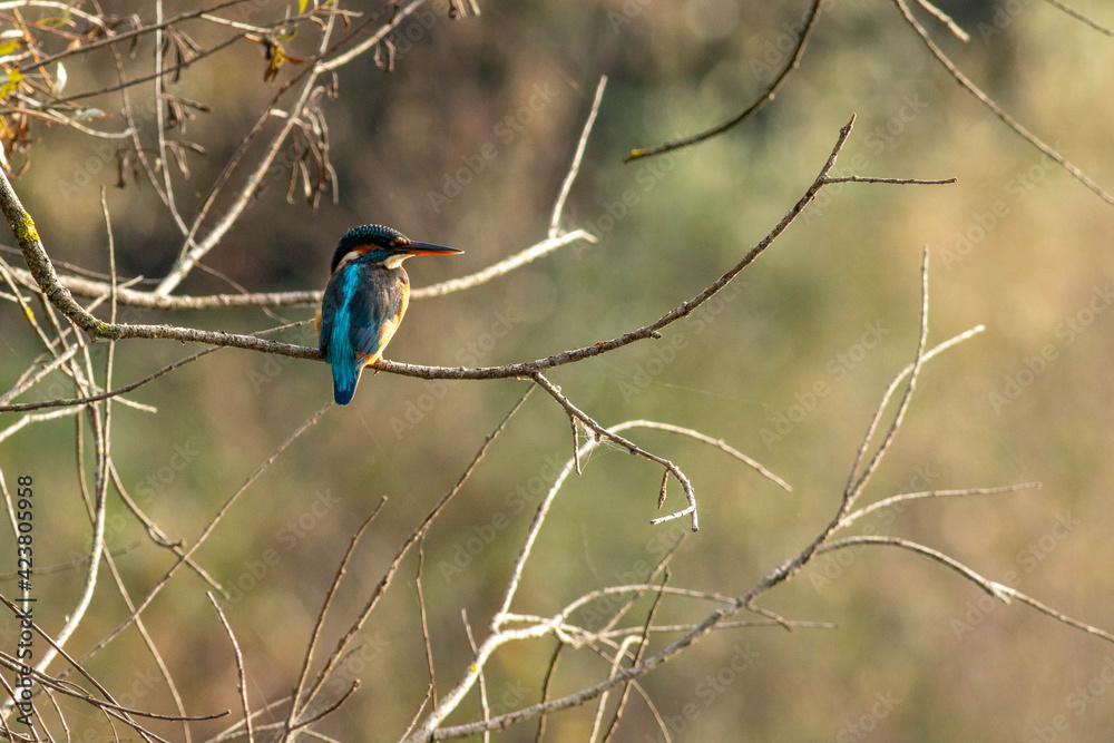 Obraz premium common kingfisher