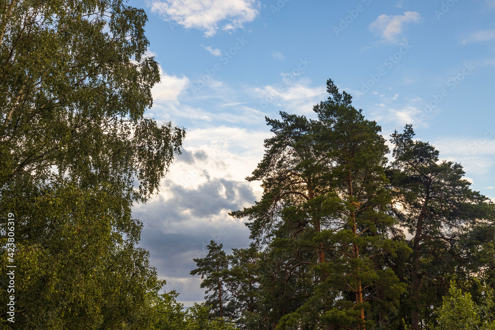 Tops of green forest trees on blue sky and white clouds background on sunny summer day. Sweden.