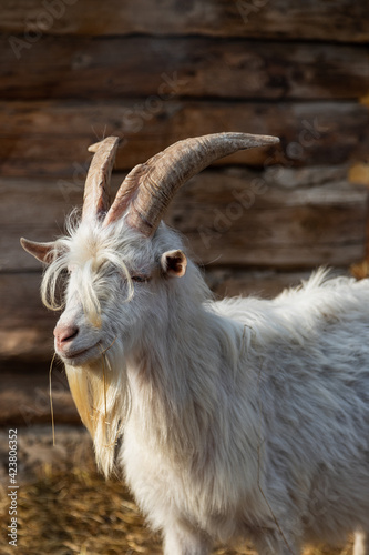 Portrait of a goat on a farm