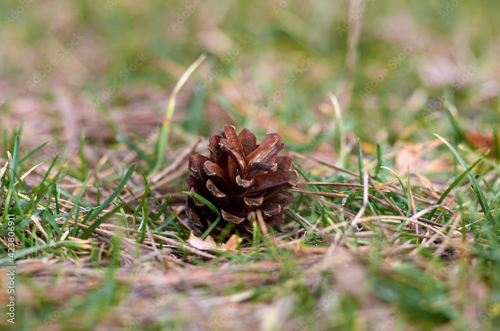 Brown pine cone on the grass Brown pine cone on the grass