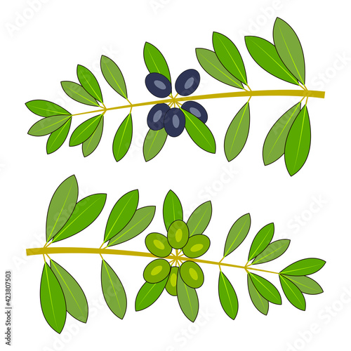 Olive branches with leaves and fruits isolated on white - oilseed crop - elements for natural design