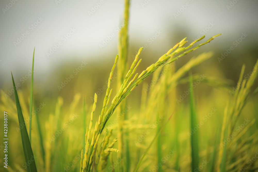 rice ready to havest rice ready to havest