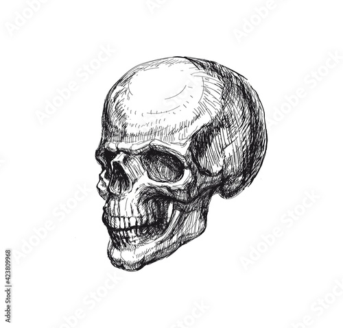 Hand Drawn Human Skull. Hand Drawn Sketch Vector illustration.