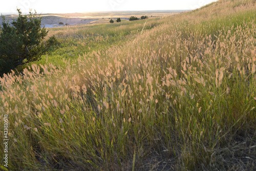 Fields of wheat and grass at Badlands National Park during golden hour