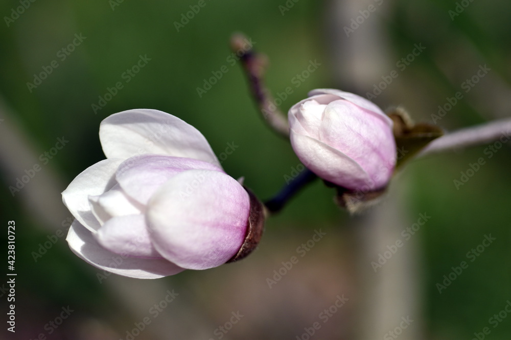 Aufgehende Blüten einer Sternmagnolie Aufgehende Blüten einer Sternmagnolie
