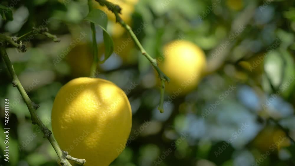 ripe lemons hanging on a lemon tree. growing lemon. detail of lemon tree with ripe lemons ready to harvest, citrus orchard
