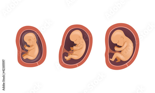 Process of Fetal Development or Embryological Stage Vector Set