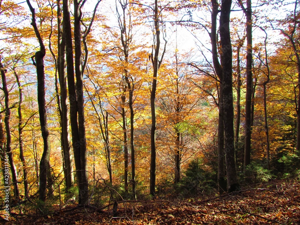 Broadleaf forest in vibrant yellow and orange autumn colors with sunlight shining on the ground in Slovenia