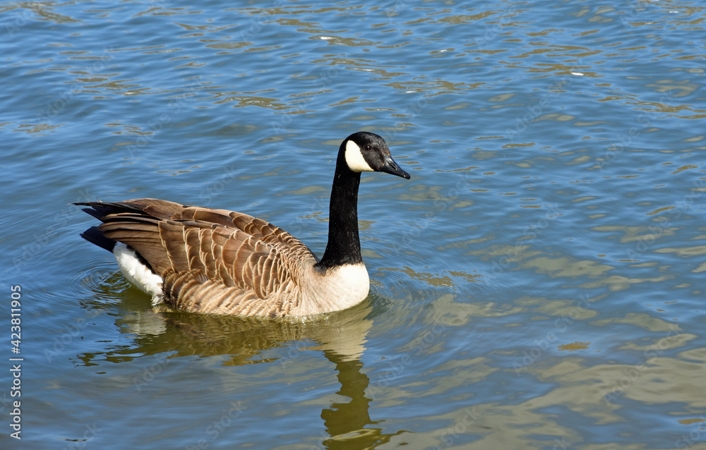 Canada Goose swimming on river with reflections Canada Goose swimming on river with reflections