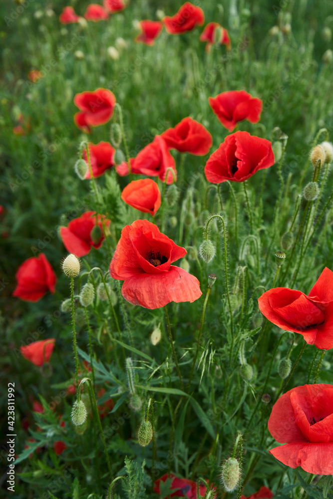 Naklejka premium Blooming red poppies in the field