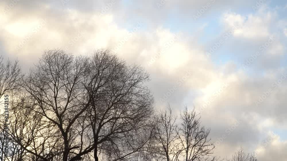 Bottom-up view to the bare tree and branches foliage with clouds moving in the sky. Sunny day with fluffy cumulus clouds in heaven. Bottom-up view to the bare tree and branches foliage with clouds moving in the sky. Sunny day with fluffy cumulus clouds in heaven.