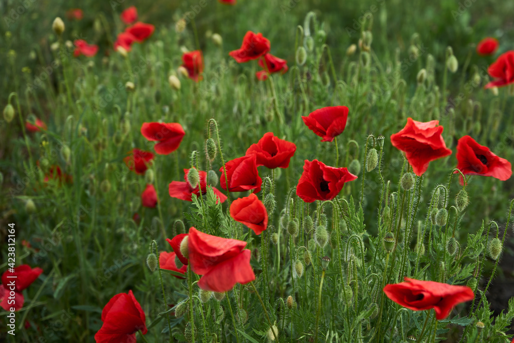Fototapeta premium Blooming red poppies in the field