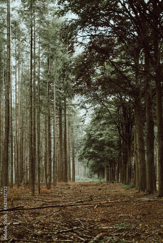 Obraz premium footpath in the woods