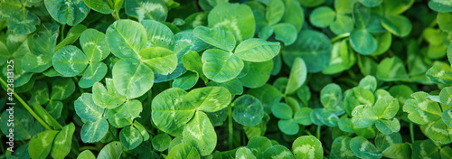  Fresh green clover spring background