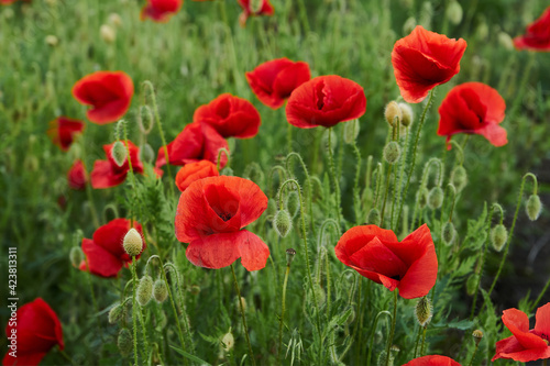 Blooming red poppies in the Meadow