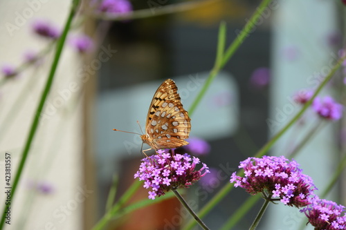 butterfly on flower