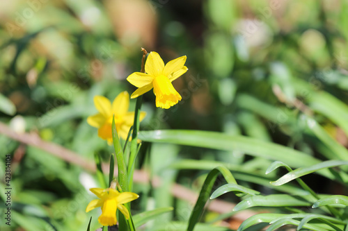 Closeup of isolated isolated yellow flower (narcissus pseudonarcissus) in german garden