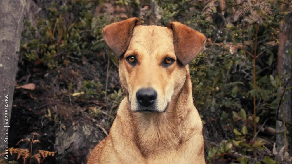 Dog looking at the camera in slow motion Dog looking at the camera in slow motion