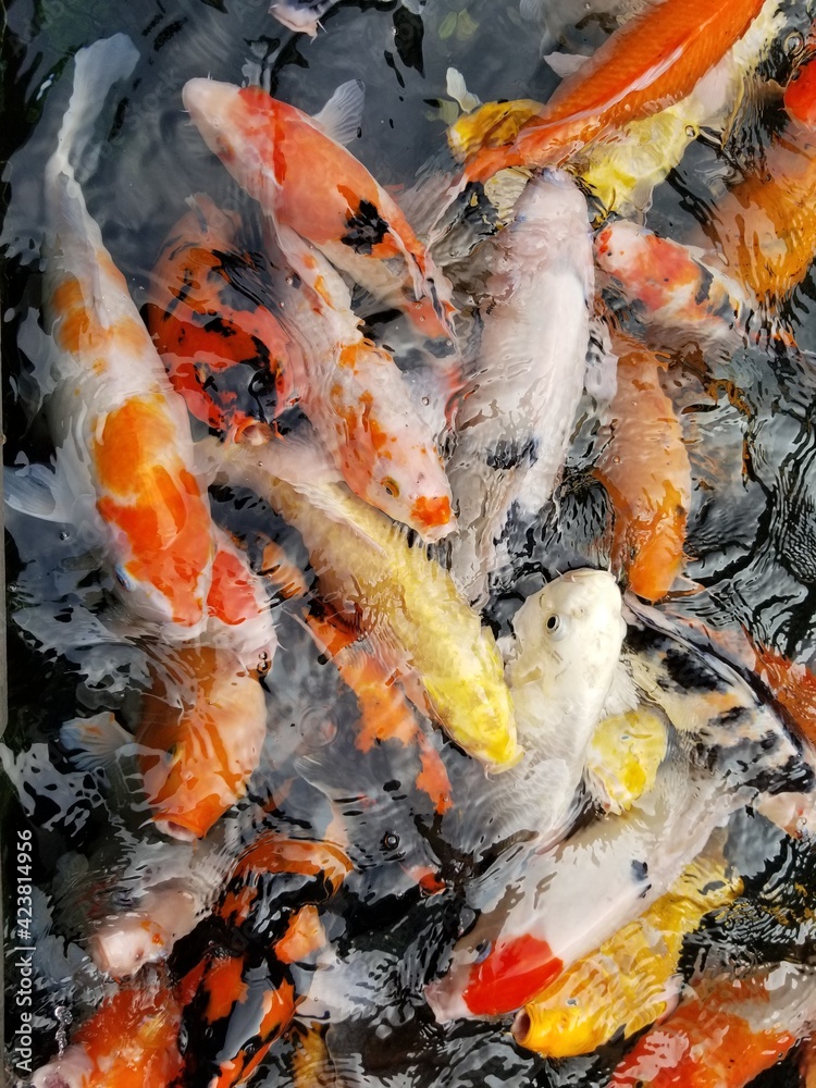 fish in koi pond
