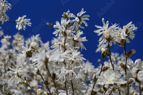 Beginning of springtime - closeup of isolated blooming white star magnolia tree blossoms (magnolia stellatum) against deep blue cloudless sky with contrasting colors