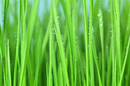 Fresh green grass with dew drops closeup.Wallpaper  water droplets on the leaves. Natural background  water and green leaves with morning dew after rain. Close-up.