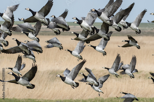 Wild geese in a beautiful scenery 