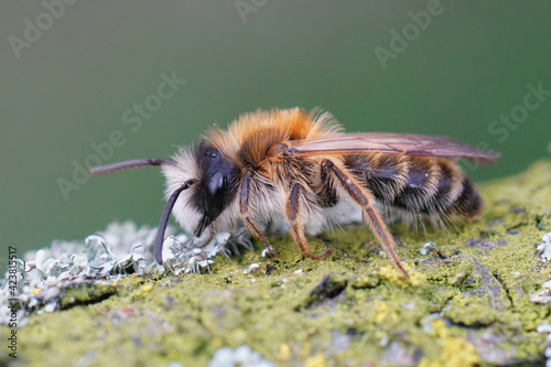 Closeup of a male of the White-bellied Mining Bee, Andrena gravida