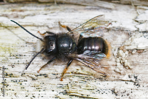 Closeup of a hairless worn out or aged male of the horned orchard mason bee , Osmia cornuta in the garden photo