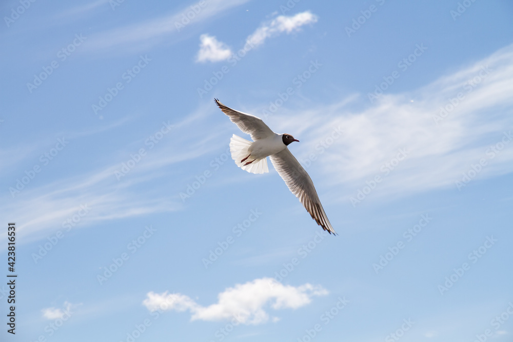 Seagulls. Seagulls.