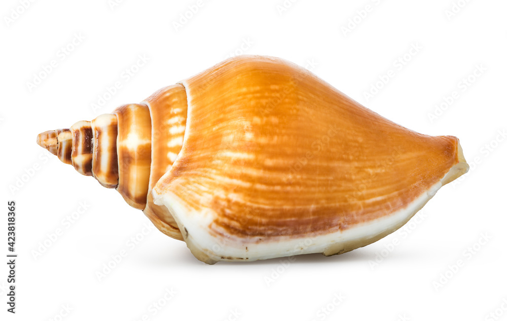Brown spiraled seashell