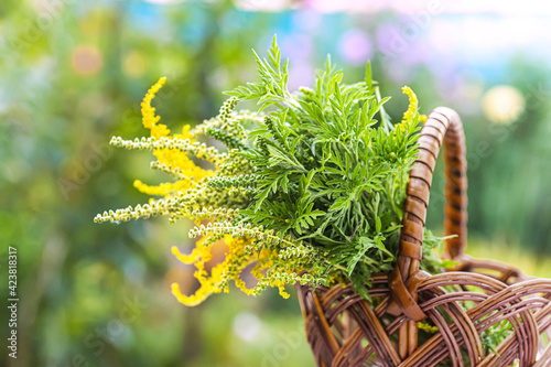 Buquets Ragweed bushes, Ambrosia artemisiifolia and Solidago, goldenrods In basket photo