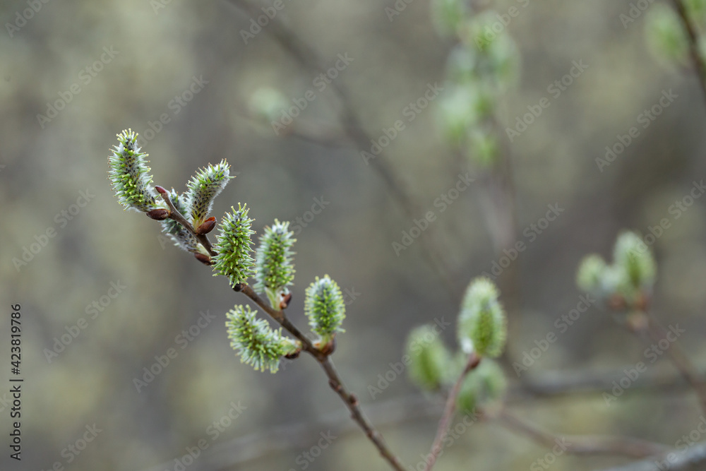 Willow Catkins in Early Spring. Pussy willow spring time background. willow branches spring background, abstract blurred view of spring. Soft spring background with pussy willow catkins. Willow Catkins in Early Spring. Pussy willow spring time background. willow branches spring background, abstract blurred view of spring. Soft spring background with pussy willow catkins.