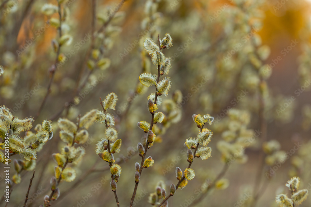 Willow Catkins in Early Spring. Pussy willow spring time background. willow branches spring background, abstract blurred view of spring. Soft spring background with pussy willow catkins. Willow Catkins in Early Spring. Pussy willow spring time background. willow branches spring background, abstract blurred view of spring. Soft spring background with pussy willow catkins.