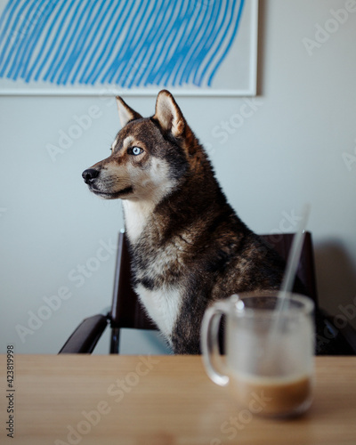 a husky dog inside the house drinking chocolate milk in finland helsinki city doglife at best photo