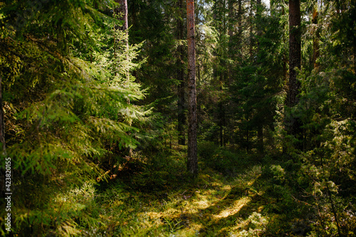 finnish forest suomalainen metsä in sunlight early summer in the north light peaking through the trees for sustainable ads etc in finland green forestry co2 carbon sink photo