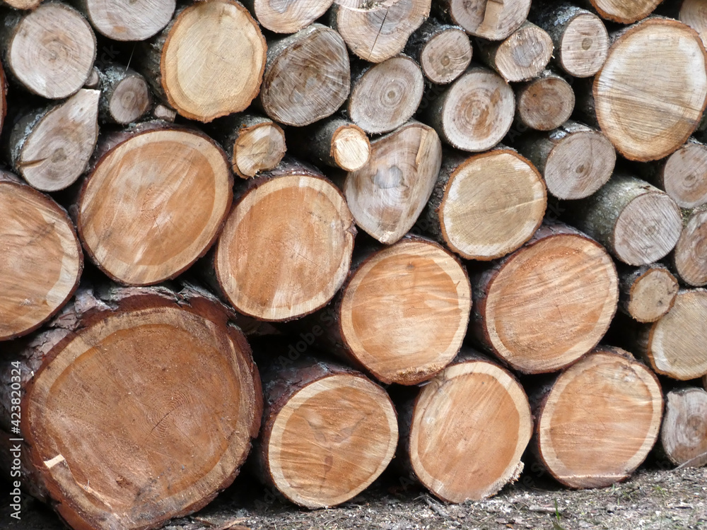 Lots of sawn pine trees, annual rings, natural wood texture Lots of sawn pine trees, annual rings, natural wood texture
