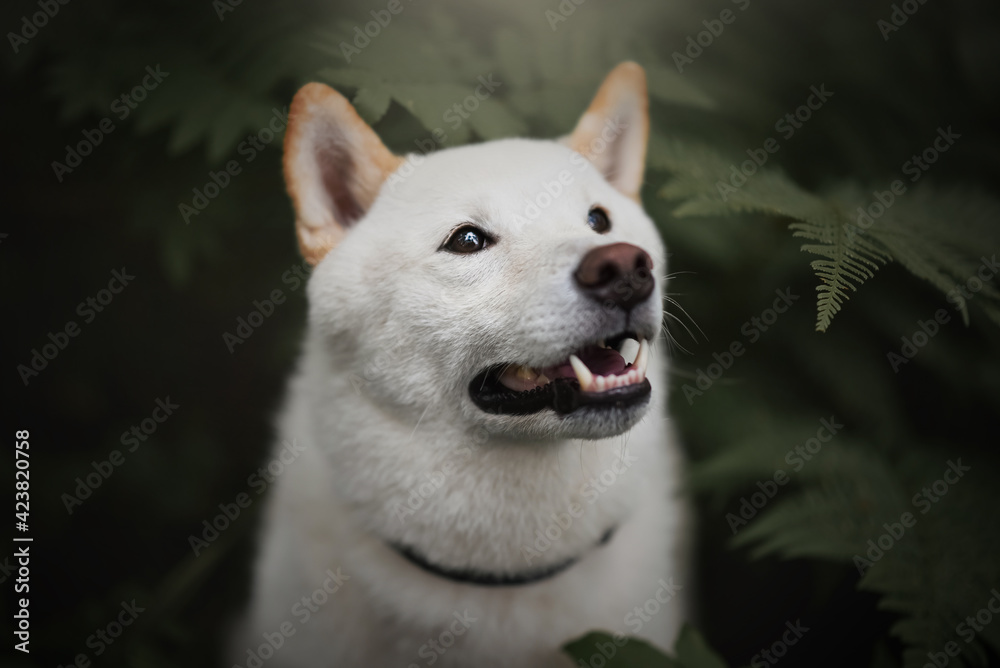 Obraz premium Shiba Inu