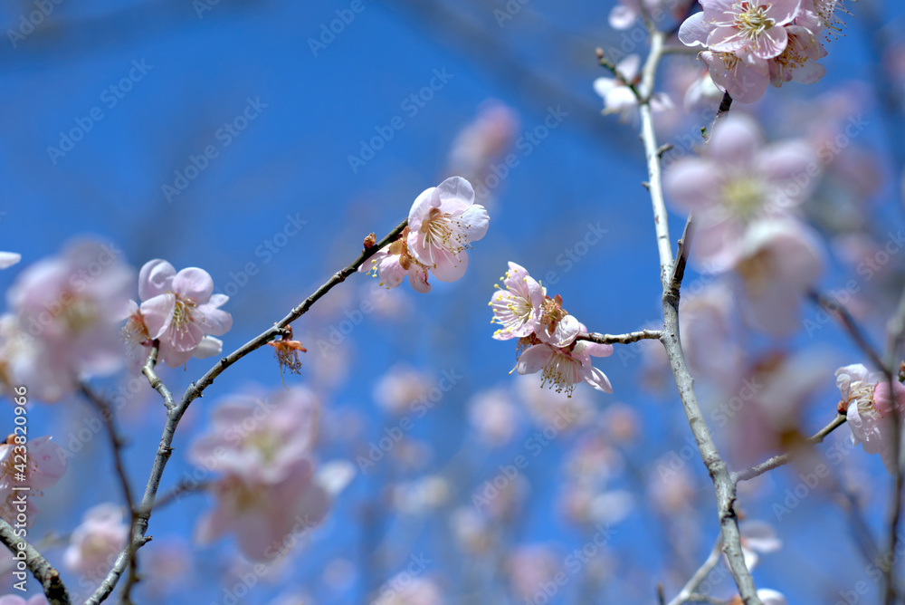梅の花 梅の花