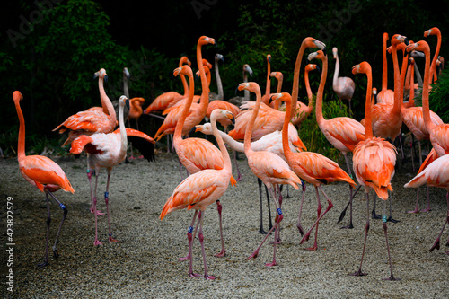 Phoenicopterus ruber - A flock of flamingos in detail.