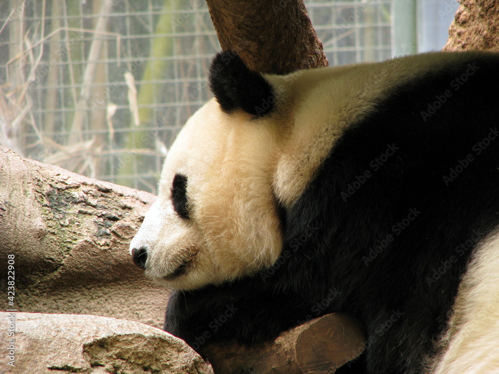 Fototapeta premium giant panda eating bamboo